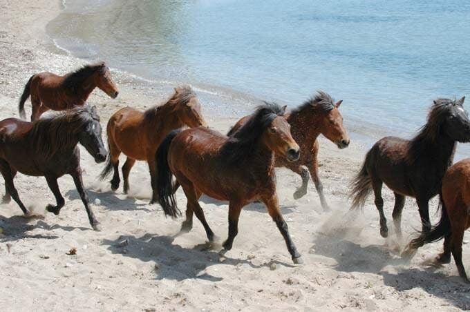 Meet the Rare Skyros Horse on the Enchanting Island of Skyros