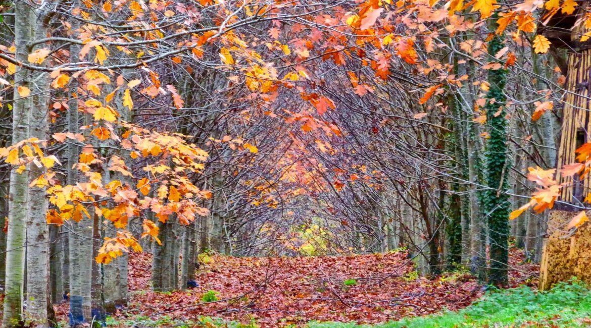 Thanksgiving in France – Slow Travel Tours