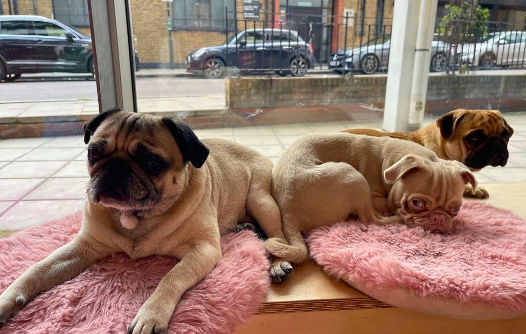 Coffee, cake and pugs: The CuppaPug Cafe London