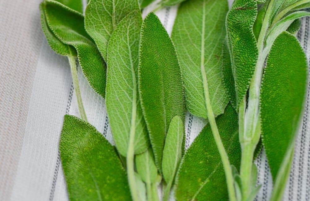 Health Benefits of Sage – Panlasang Pinoy