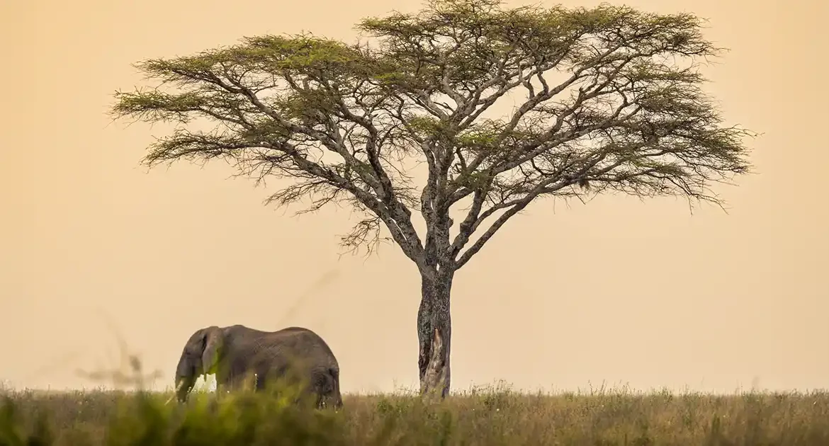 How Tanzania Changed Our Family: A 7-Day North Circuit Safari With Kids