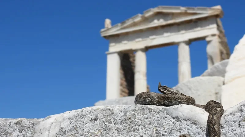 Ancient Greek Sites Serve as Unexpected Havens for Wildlife