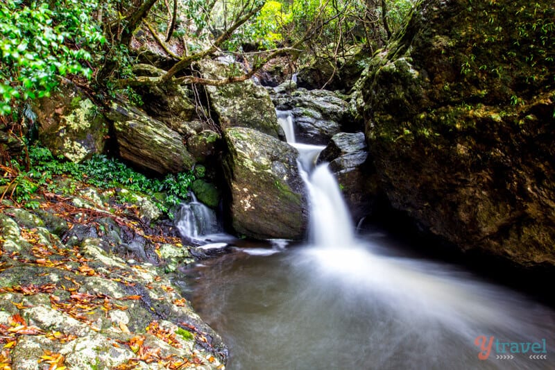 Guide To Springbrook National Park’s Best Walks