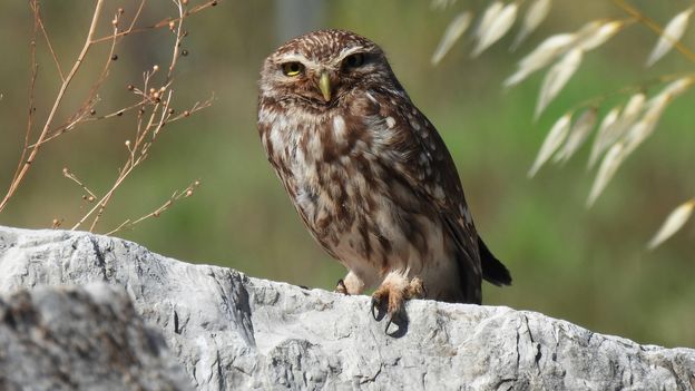 The animals saved in Greece’s ancient accidental ‘arks’