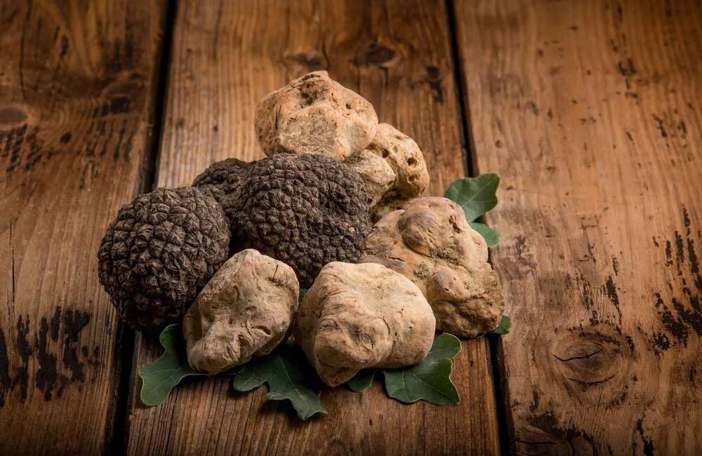 Truffle Hunting in Poland – A Delicious Adventure!
