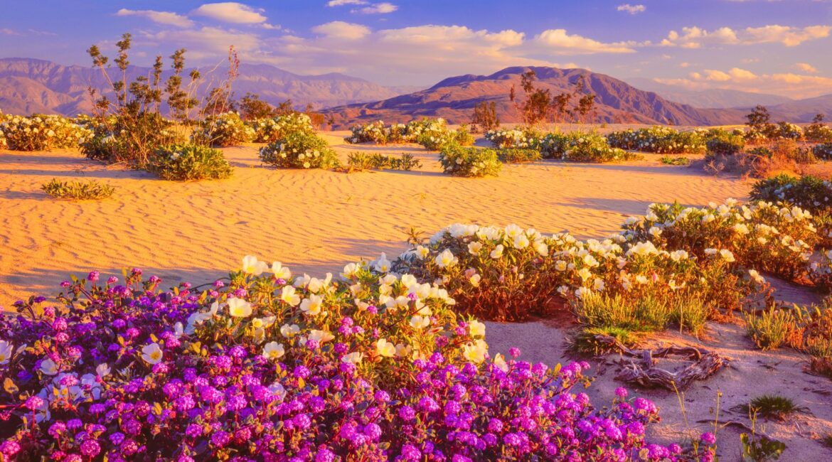 How to Predict (and Experience) a California Superbloom