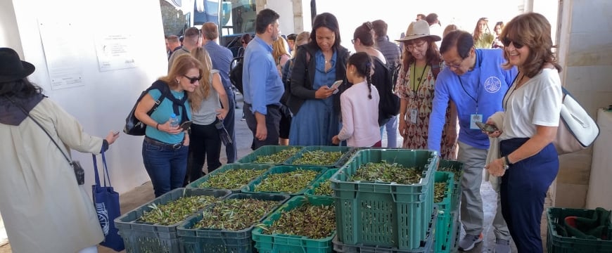 The Crete Model: Growing Olive Oil Tourism in Greece