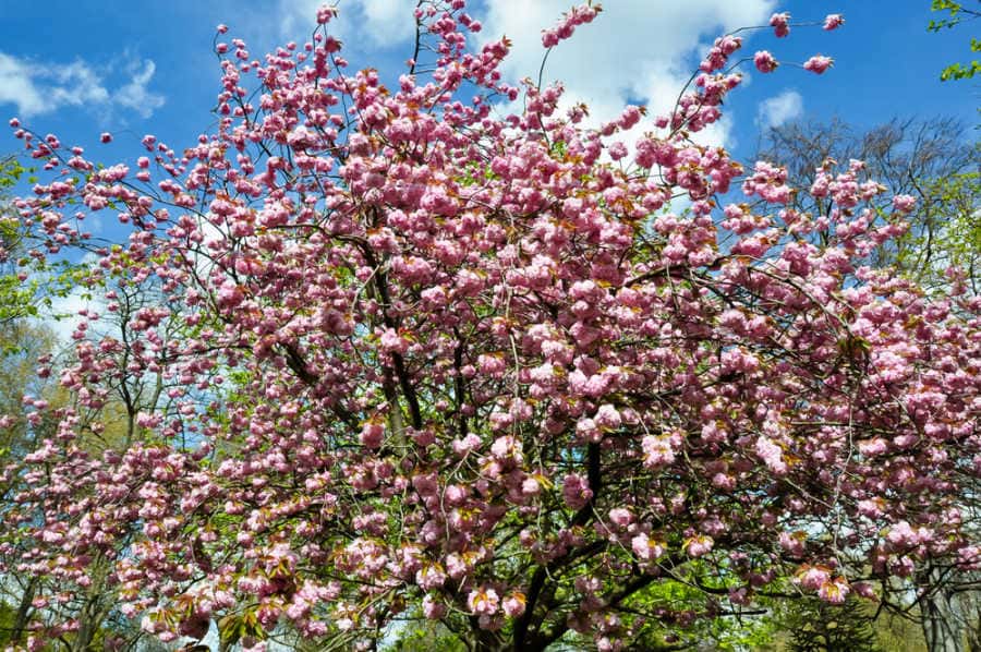The best places to see cherry blossom in London (2026)